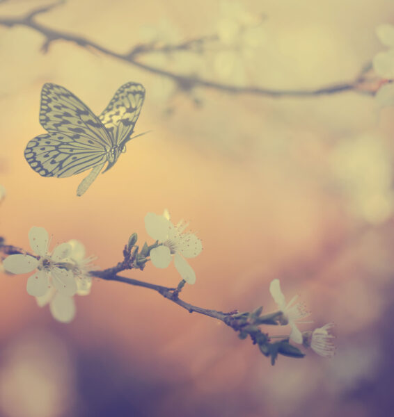 Mitt Möllan: Vårmarknad 2017